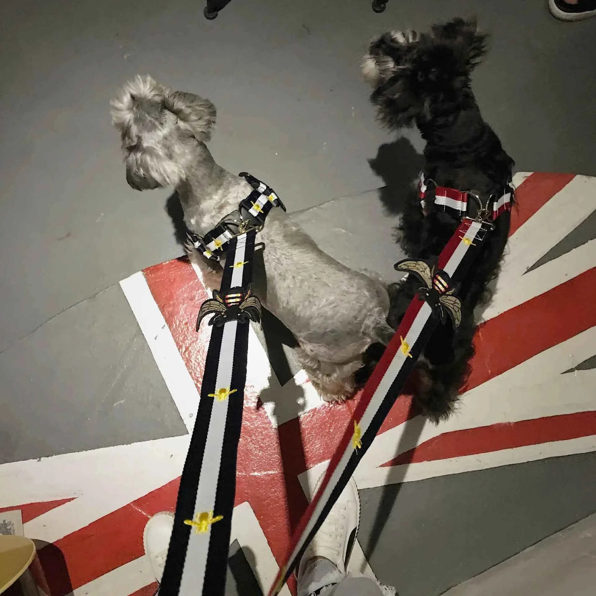 Trendy Pet Harness and Leash for Dogs of All Sizes