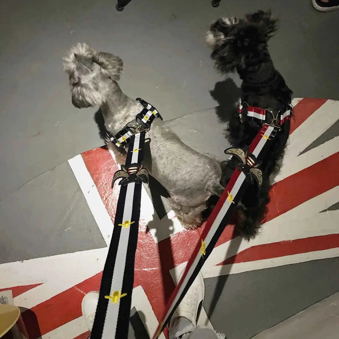 Trendy Pet Harness and Leash for Dogs of All Sizes