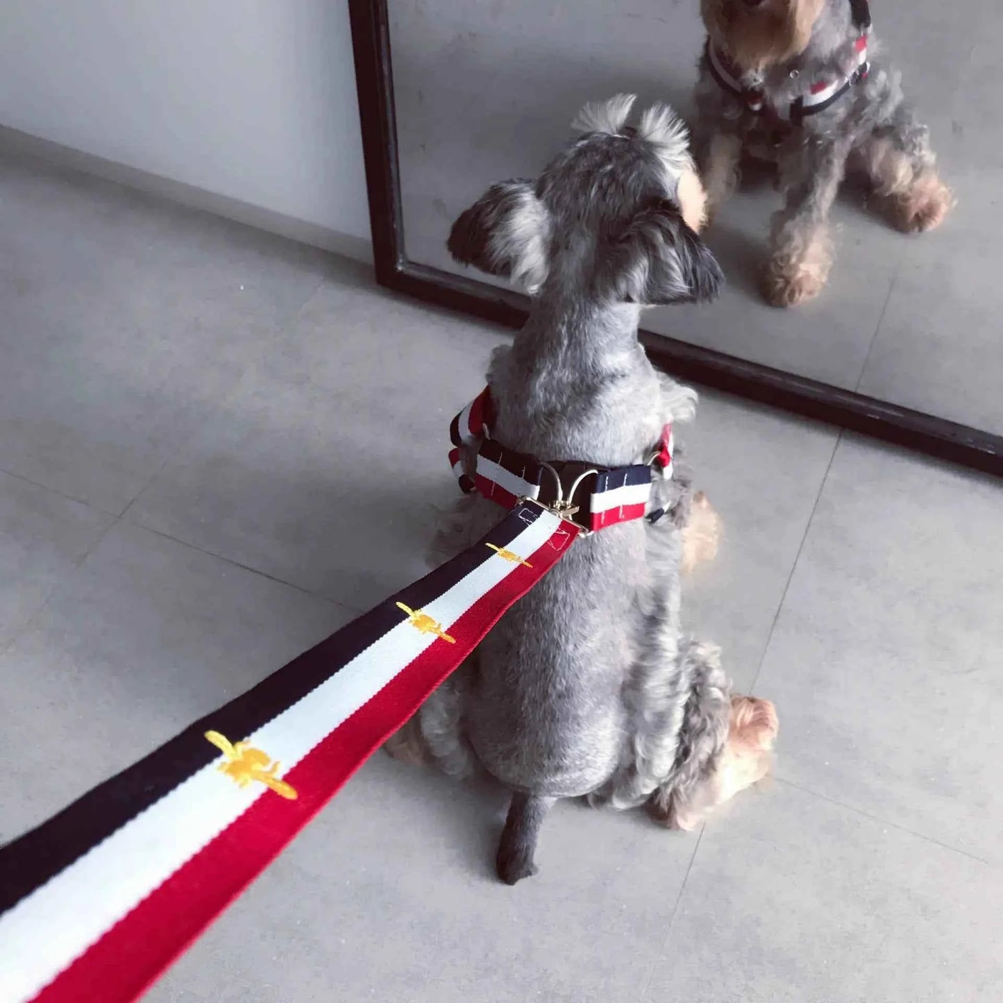 Trendy Pet Harness and Leash for Dogs of All Sizes