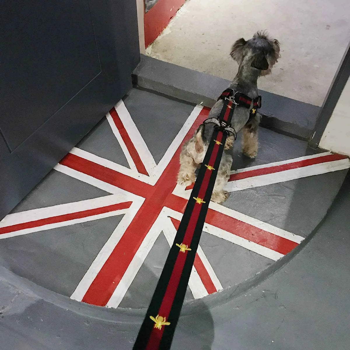 Trendy Pet Harness and Leash for Dogs of All Sizes