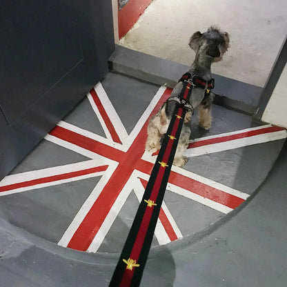 Trendy Pet Harness and Leash for Dogs of All Sizes