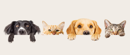 Elegant Bowtie Dog Leash & Harness TM